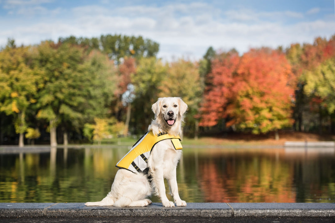 Life Vest - Dog Life Jacket by GF Pet
