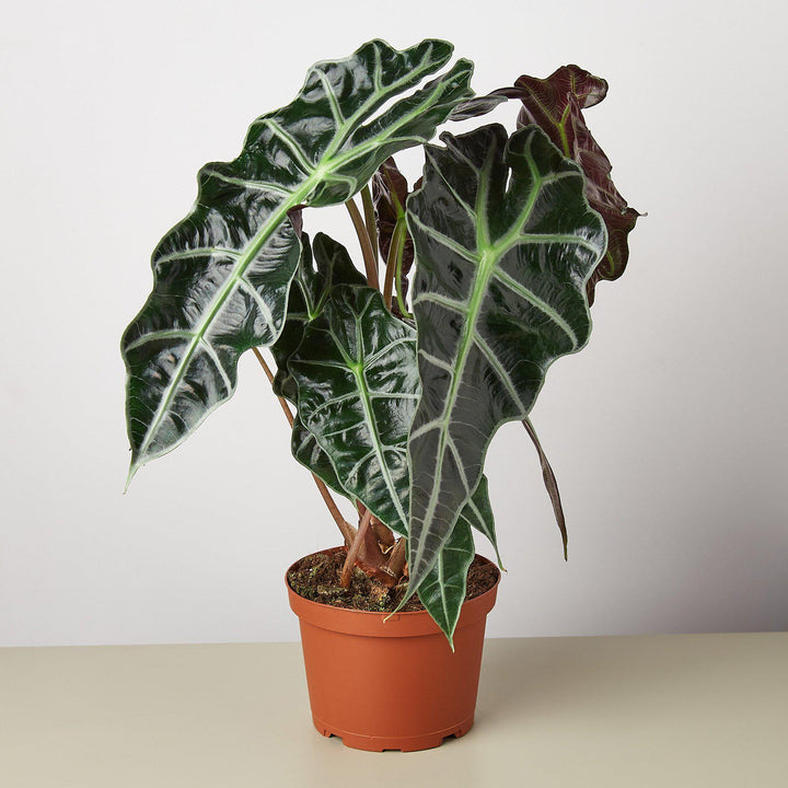 Alocasia Polly 'African Mask' by House Plant Shop