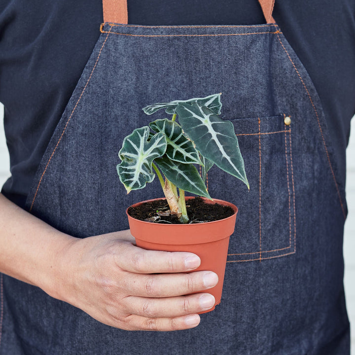 Alocasia Amazonica 'Bambino' - 4" Pot by House Plant Shop