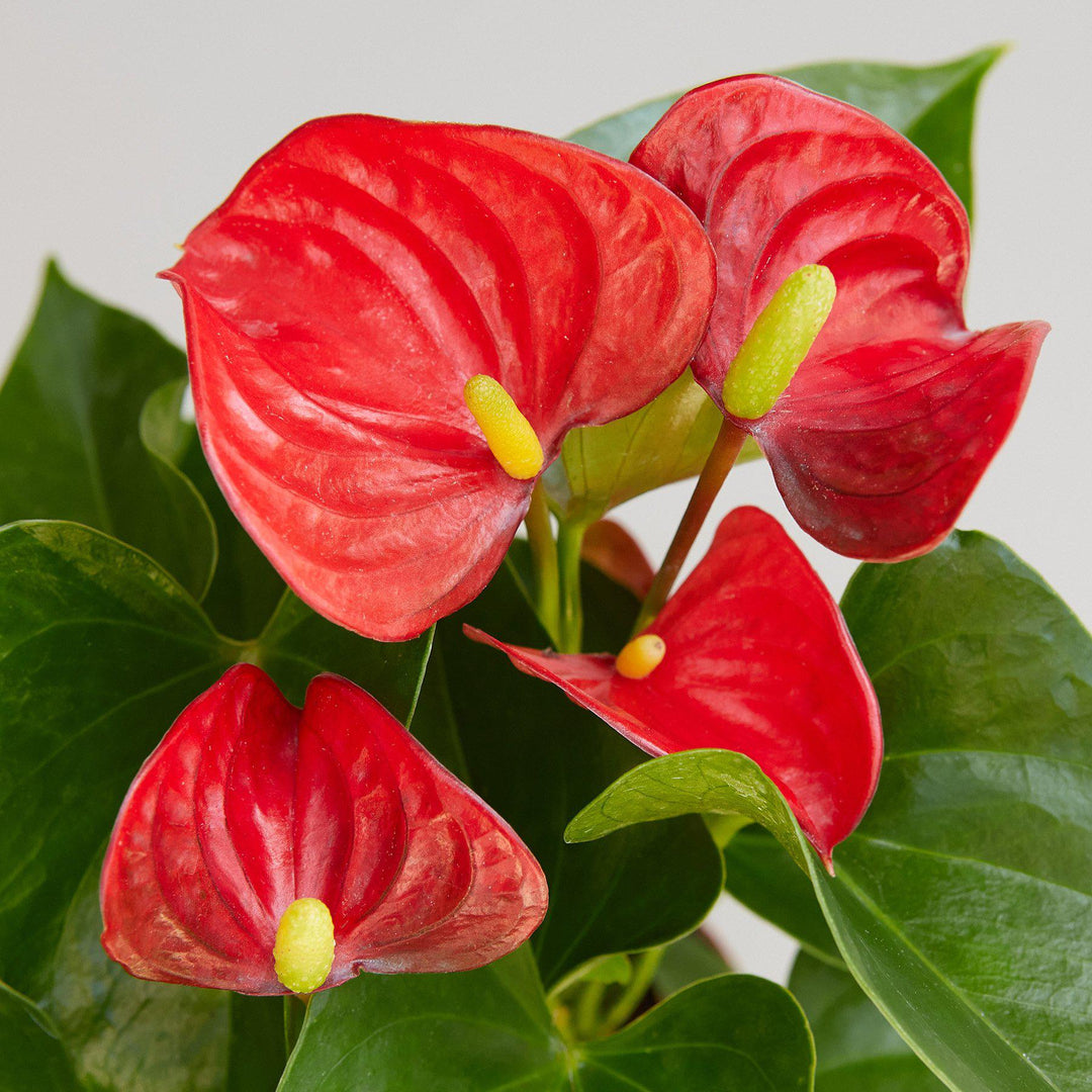 Anthurium 'Red' by House Plant Shop