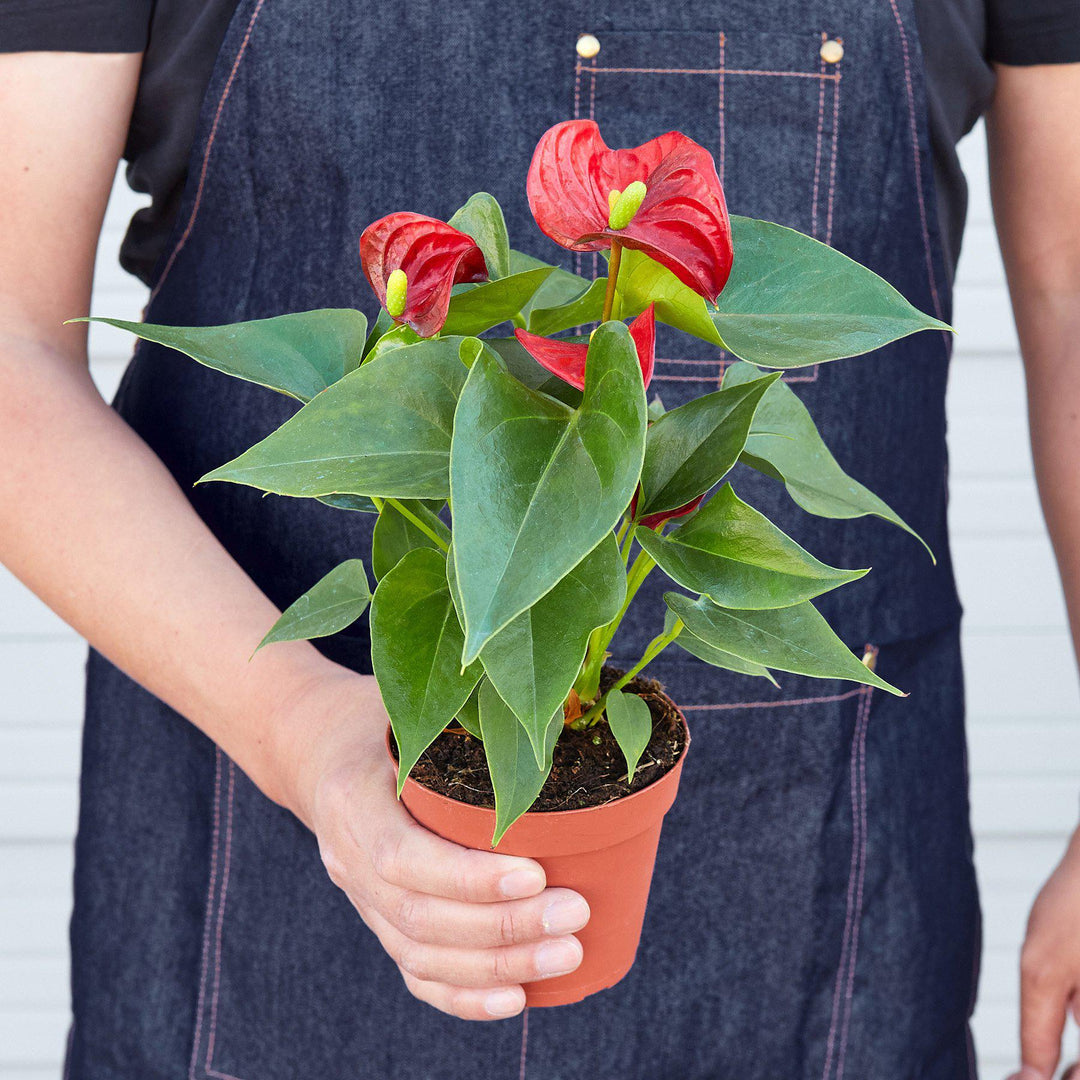 Anthurium 'Red' by House Plant Shop