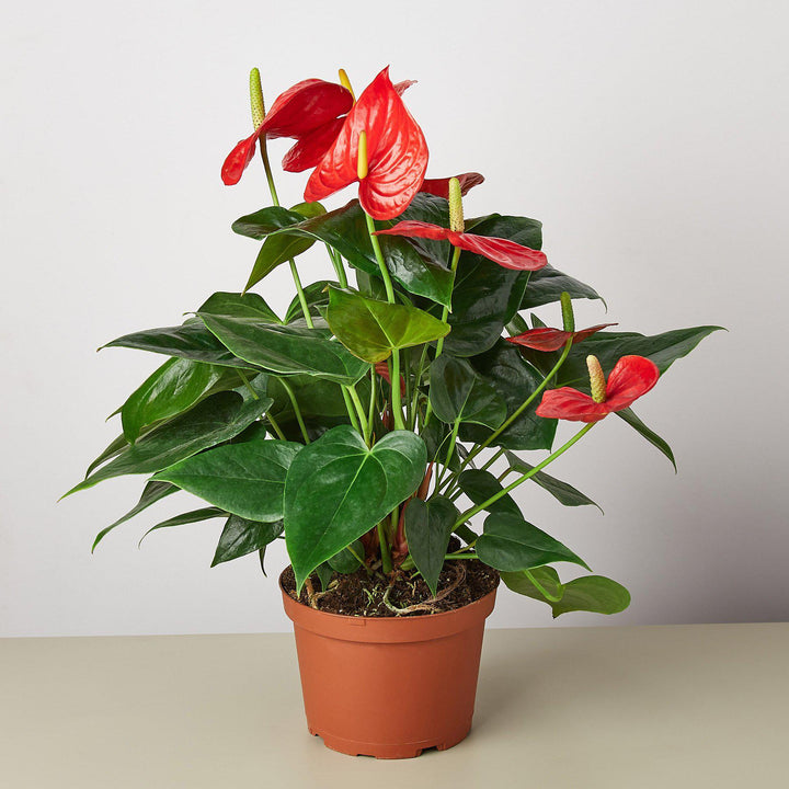 Anthurium 'Red' by House Plant Shop