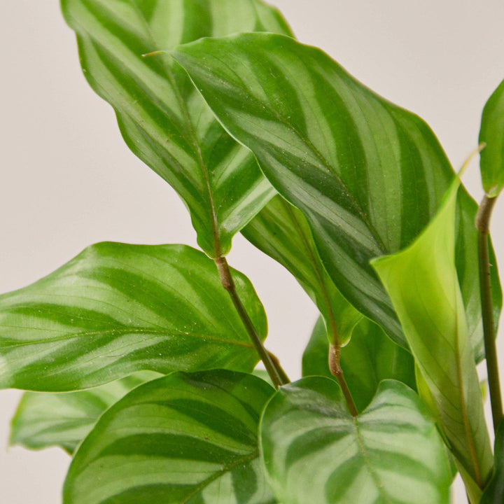 Calathea Concinna 'Freddie' by House Plant Shop