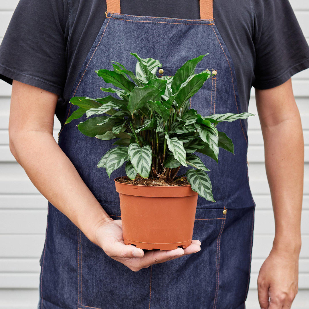 Calathea Concinna 'Freddie' by House Plant Shop