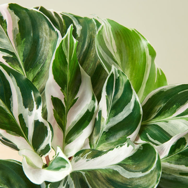 Calathea 'White Fusion' by House Plant Shop