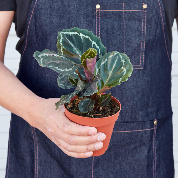 Calathea Roseopicta 'Medallion' by House Plant Shop