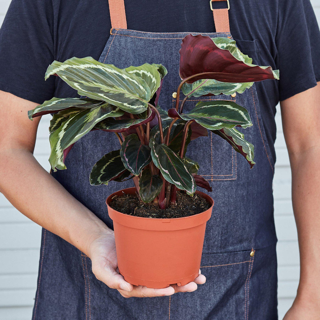 Calathea Roseopicta 'Medallion' by House Plant Shop