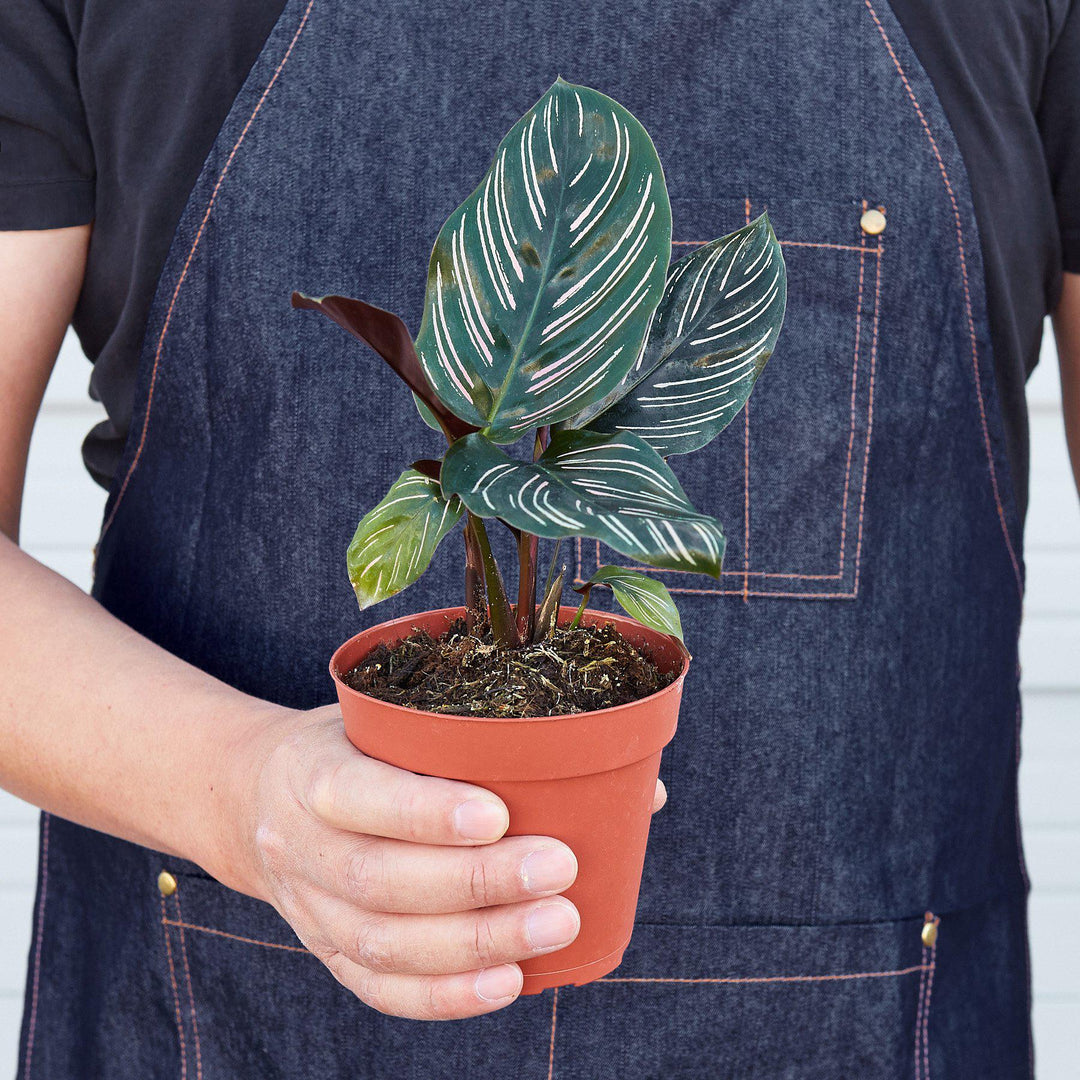 Calathea 'Ornata' by House Plant Shop