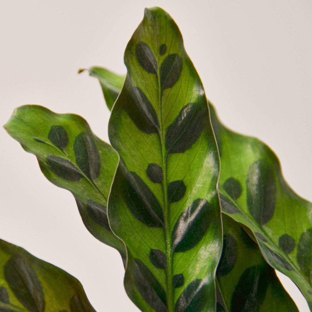 Calathea Lancifolia 'Rattlesnake' by House Plant Shop