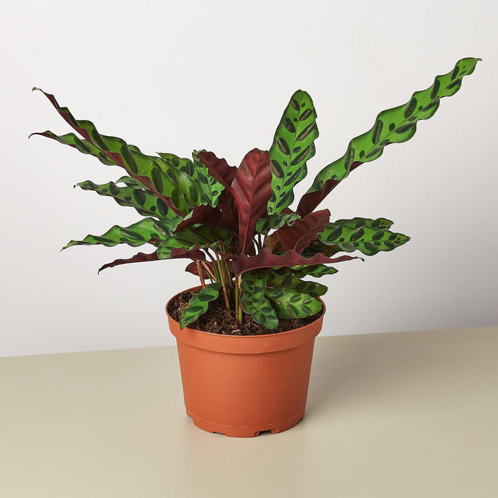 Calathea Lancifolia 'Rattlesnake' by House Plant Shop