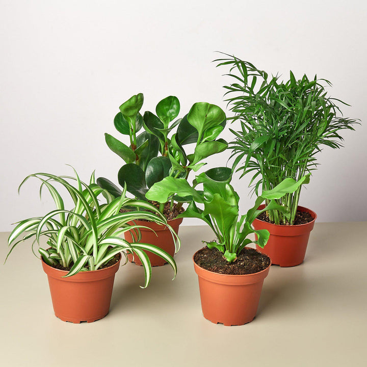 Pet Friendly Variety Bundle by House Plant Shop