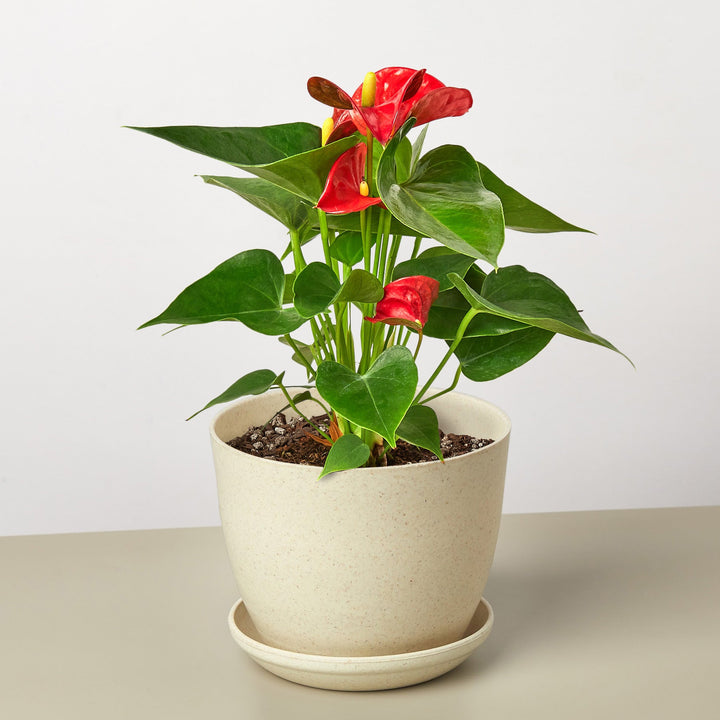 Anthurium 'Red' by House Plant Shop