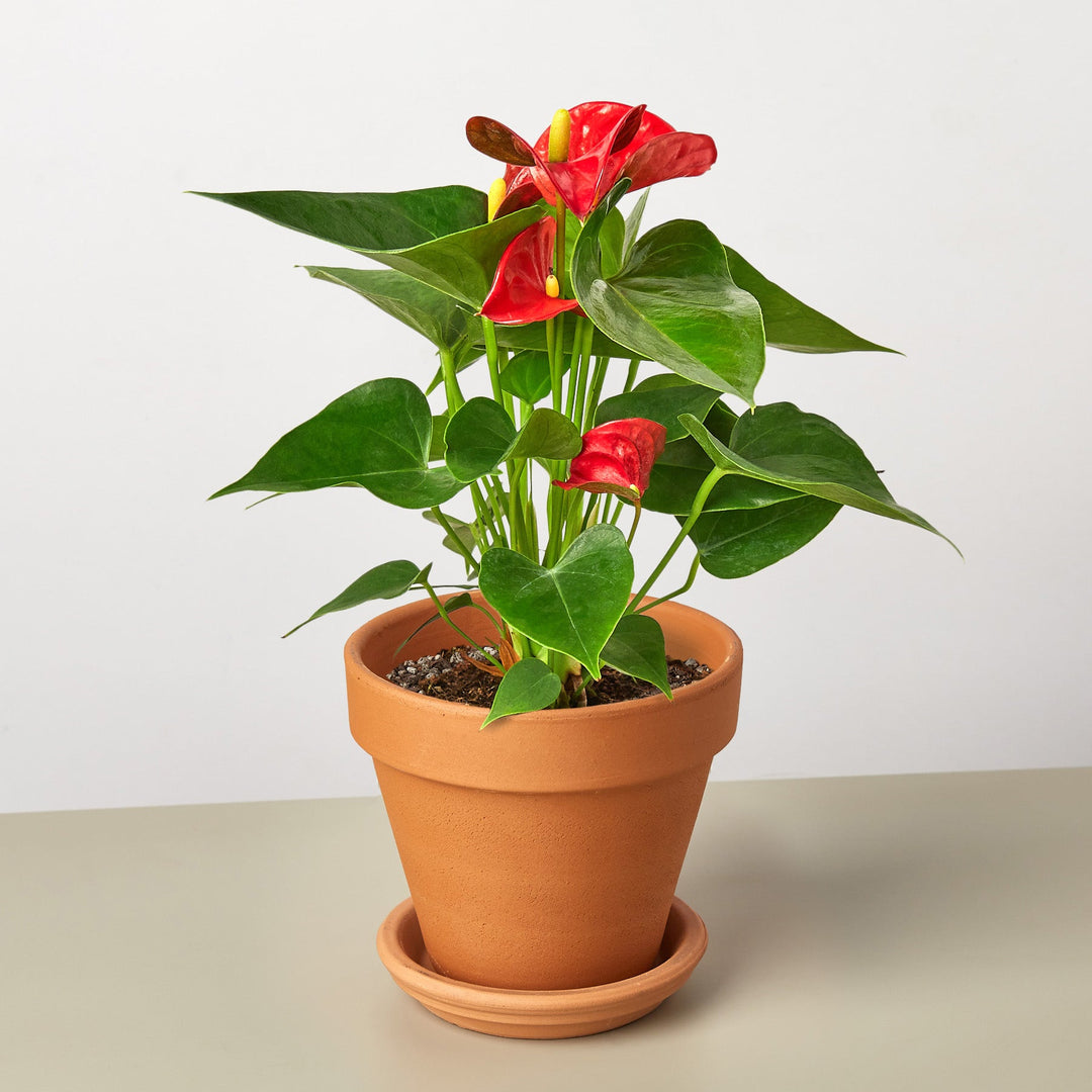 Anthurium 'Red' by House Plant Shop