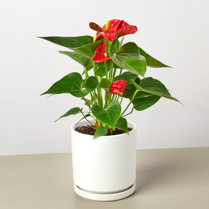 Anthurium 'Red' by House Plant Shop