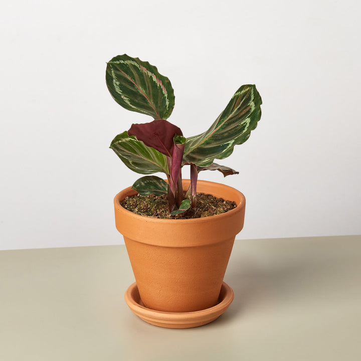 Calathea Roseopicta 'Medallion' by House Plant Shop