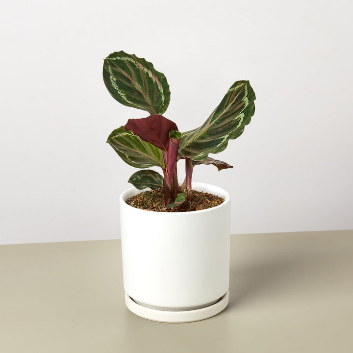 Calathea Roseopicta 'Medallion' by House Plant Shop